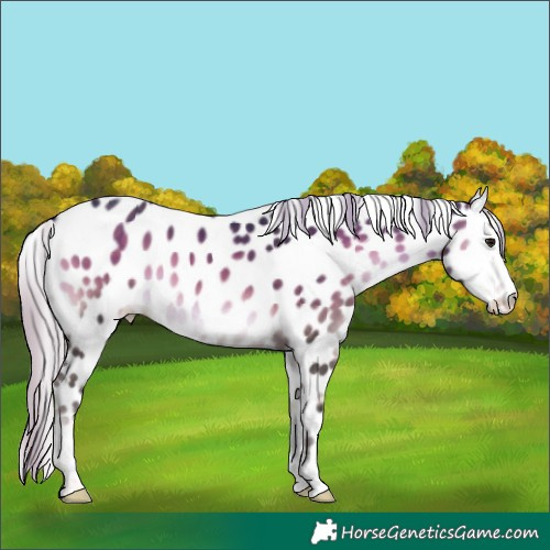 Horse Color:Platinum Silver Brown Onyx Appaloosa 