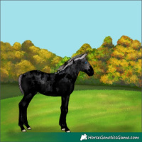 Horse Color:Void Watercolor White Spotted Buckskin Roan Pearl Dun Splash 