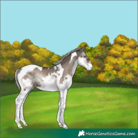 Horse Color:Silver Blue Onyx Splash Tobiano Rabicano 