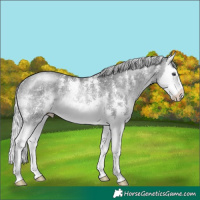 Horse Color:Silver Brown Chinchilla Sabino Splash Rabicano 