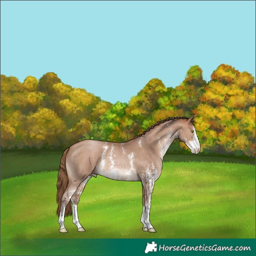 Horse Color:Brown Pearl Sabino 