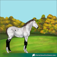 Horse Color:Chocolate Bay Chinchilla Roan Sabino Splash 