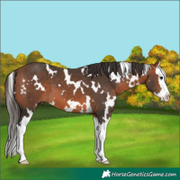 Horse Color:White Spotted Bay Splash