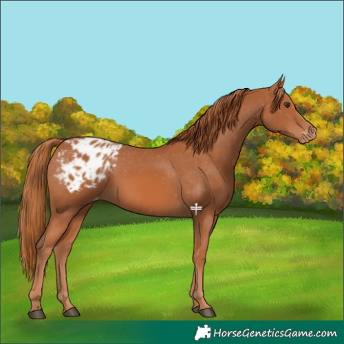 Horse Color:Chestnut Varnish 