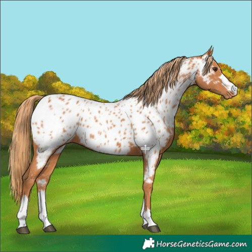 Horse Color:Chestnut Near Leopard 