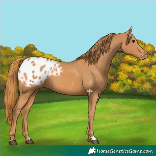 Horse Color:Chestnut Blanket 