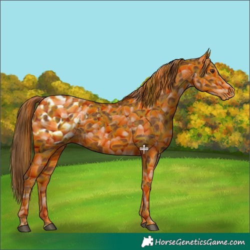 Horse Color:Chestnut Blanket 