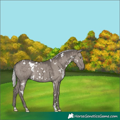 Horse Color:Platinum White Spotted Silver Grullo Rabicano Brindle 