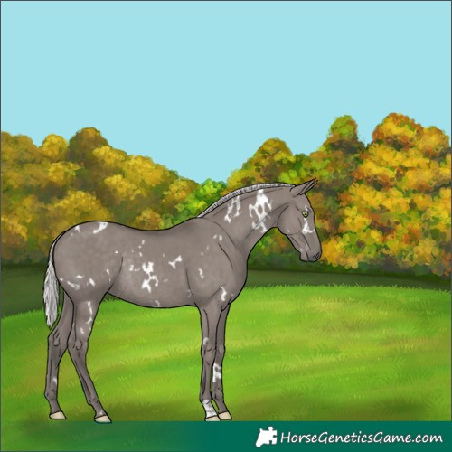 Horse Color:Platinum White Spotted Silver Grullo Rabicano Brindle 