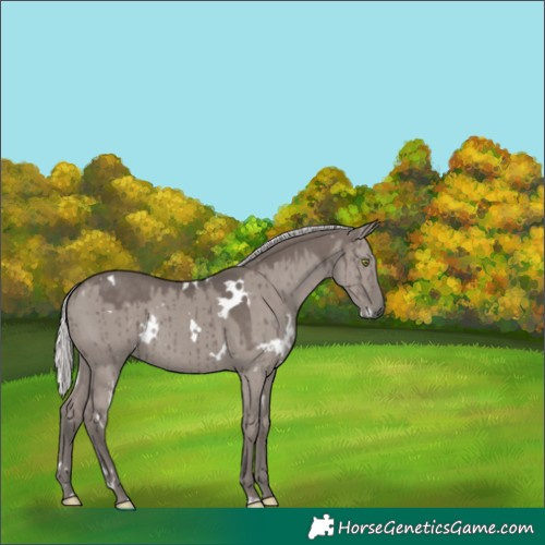 Horse Color:Platinum White Spotted Silver Grullo Rabicano Brindle 