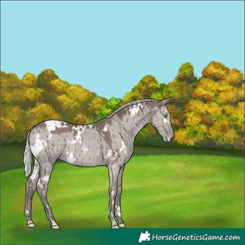 Horse Color:Platinum White Spotted Silver Grullo Rabicano Brindle 