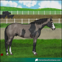 Horse Color:Brown Sabino Rabicano and Grullo Rabicano