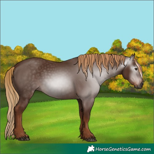 Horse Color:Gray Chestnut 