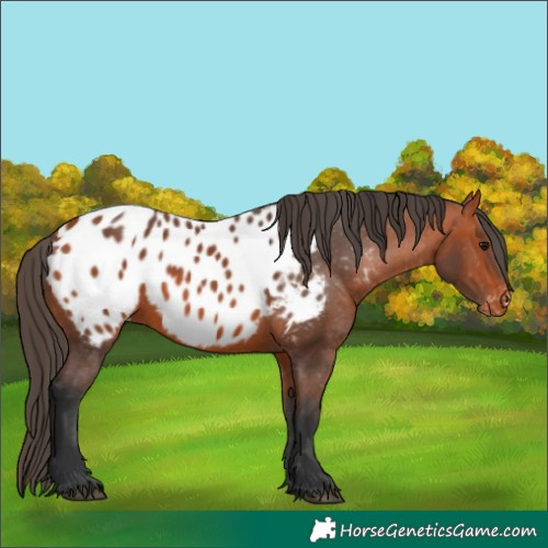 Horse Color:Bay Blanket 