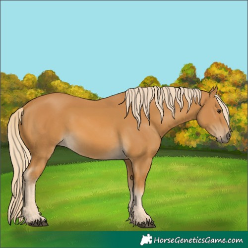 Horse Color:Palomino 