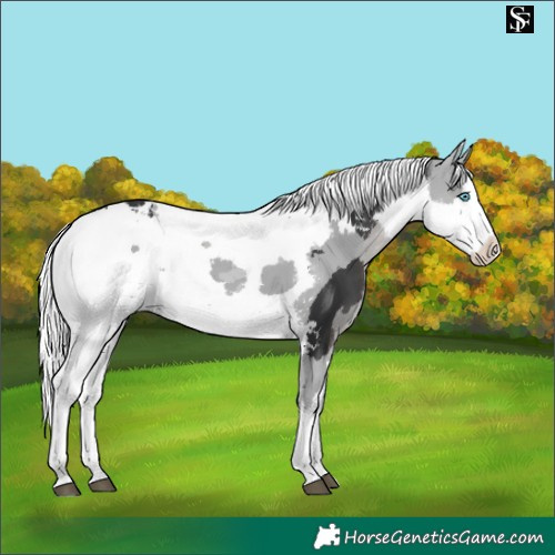 Horse Color:White Spotted Black Merle Splash 