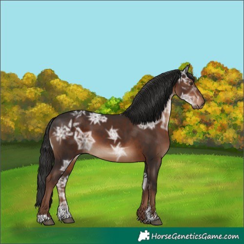 Horse Color:Liver Chestnut Ice Sabino 