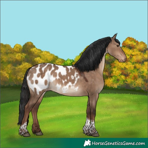 Horse Color:Liver Red Dun Tobiano Appaloosa 