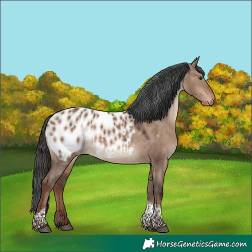 Horse Color:Liver Red Dun Tobiano Blanket 