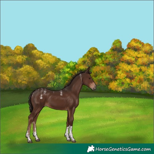 Horse Color:Powder White Liver Chestnut Tobiano 