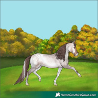 Horse Color:Platinum Chocolate Bay Roan Onyx Appaloosa 