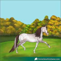 Horse Color:Platinum Chocolate Bay Roan Onyx Appaloosa 