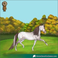 Horse Color:Platinum Chocolate Bay Roan Onyx Appaloosa 
