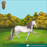 Horse Color:Platinum Chocolate Bay Roan Onyx Appaloosa 