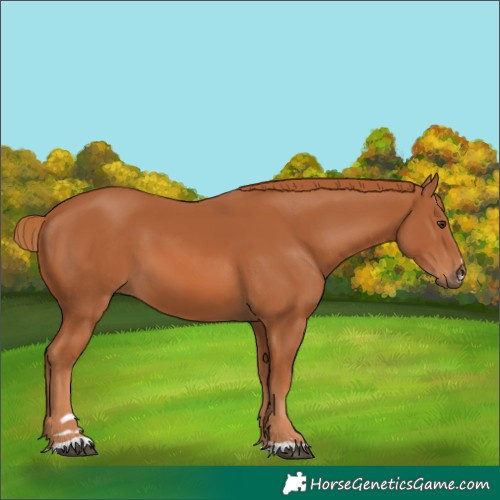 Horse Color:Chestnut 