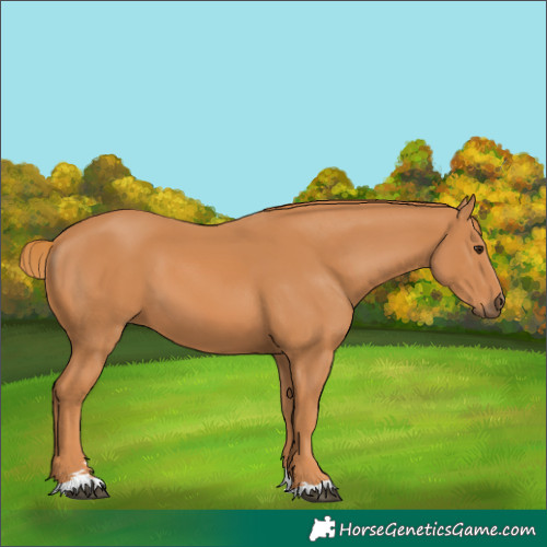 Horse Color:Chestnut 