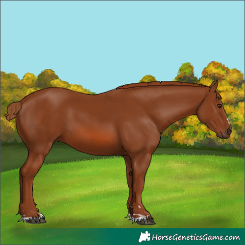 Horse Color:Chestnut 