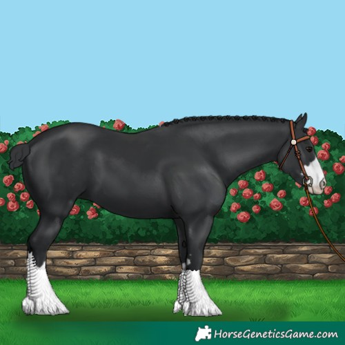 Horse Color:Black 