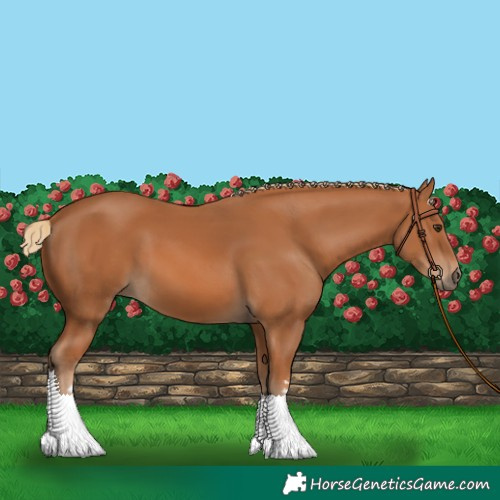 Horse Color:Chestnut 