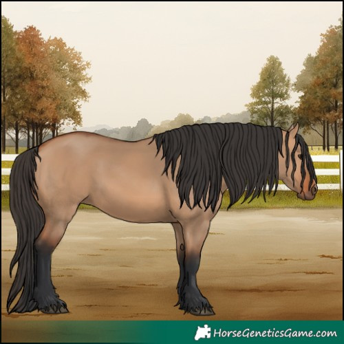 Horse Color:Bay Dun 