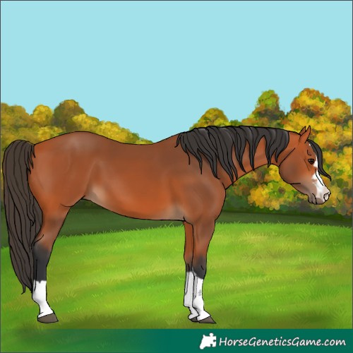 Horse Color:Bay 