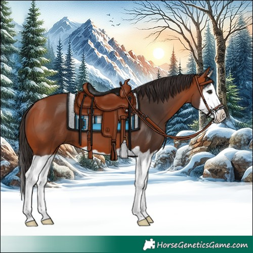 Horse Color:Bay Splash 