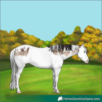 Horse Color:White Spotted Brown Dun Mushroom Splash Brindle