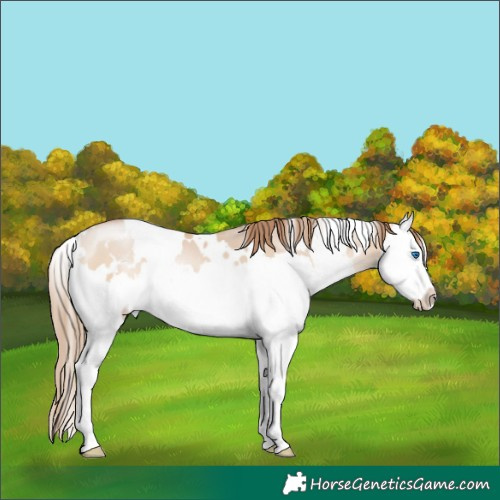 Horse Color:White Spotted Bay Pearl Dun Mushroom Splash 