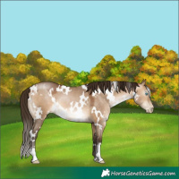 Horse Color:Gray White Spotted Bay Pearl Dun Mushroom
