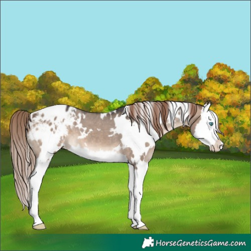 Horse Color:White Spotted Brown Dun Mushroom Splash Appaloosa 