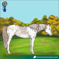Horse Color:White Spotted Brown Dun Mushroom Splash Appaloosa