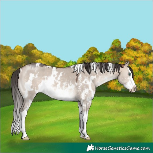 Horse Color:White Spotted Brown Dun Mushroom Sabino Splash 