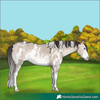 Horse Color:White Spotted Brown Dun Mushroom Sabino Splash