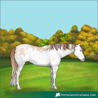 Horse Color:White Spotted Bay Pearl Dun Mushroom Splash