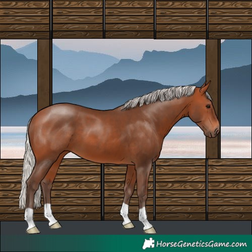 Horse Color:Silver Bay 