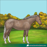 Horse Color:Silver Grullo 