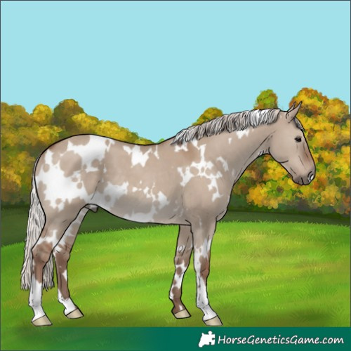 Horse Color:White Spotted Silver Grullo 