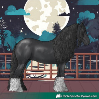 Horse Color:Black 