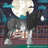 Horse Color:White Spotted Black 