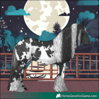 Horse Color:White Spotted Black